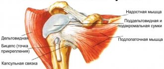 Anatomy of the shoulder joint