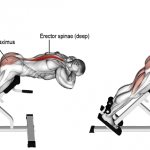 Hyperextension: the safest and most effective exercise for back health and strengthening buttocks