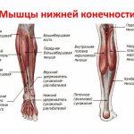 Lower leg: types of bones and muscle tissue