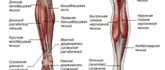 Голени: разновидности костей и мышечные ткани