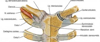 sternoclavicular joint