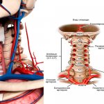 Клиническая анатомия шеи