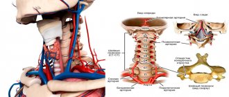 Clinical anatomy of the neck