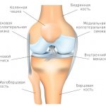 knee joint.jpg