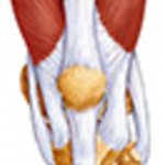 Коленные сухожилия играют роль соединителя между надколенником и четырехглавой бедренной мышцей. Указанное сухожилие не редко беспокоит как спортсменов, так и людей, никоим образом не касающихся спорта.