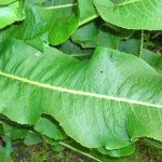 horseradish leaves