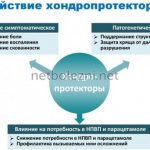 Mechanism of action of chondroprotectors