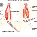 Agonist and antagonist muscles