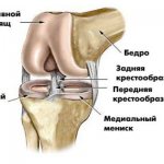 Название и анатомические особенности задней части колена