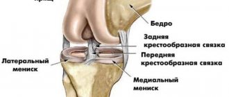 Name and anatomical features of the back of the knee