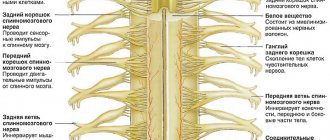 При воспалениях и деформации в нервных волокнах позвоночника возникает характерная боль, которая известна как радикулит