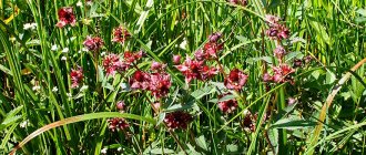 Marsh cinquefoil: useful for joint diseases, and not only