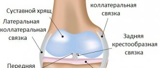 Flexion and extension of the knee joint