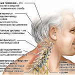 The neck has a large number of nerve endings and blood vessels