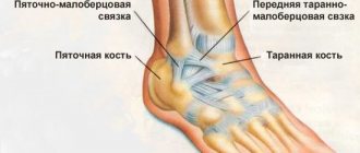 ankle structure
