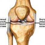 Строение коленного сустава. Внутренний и наружный мениск колена