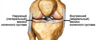 The structure of the knee joint. Inner and outer meniscus of the knee 