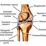 structure of the knee joint