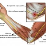 The structure of the elbow joint