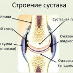 The structure of the human joint